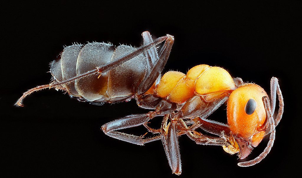 Ant Control service in Longview, WA