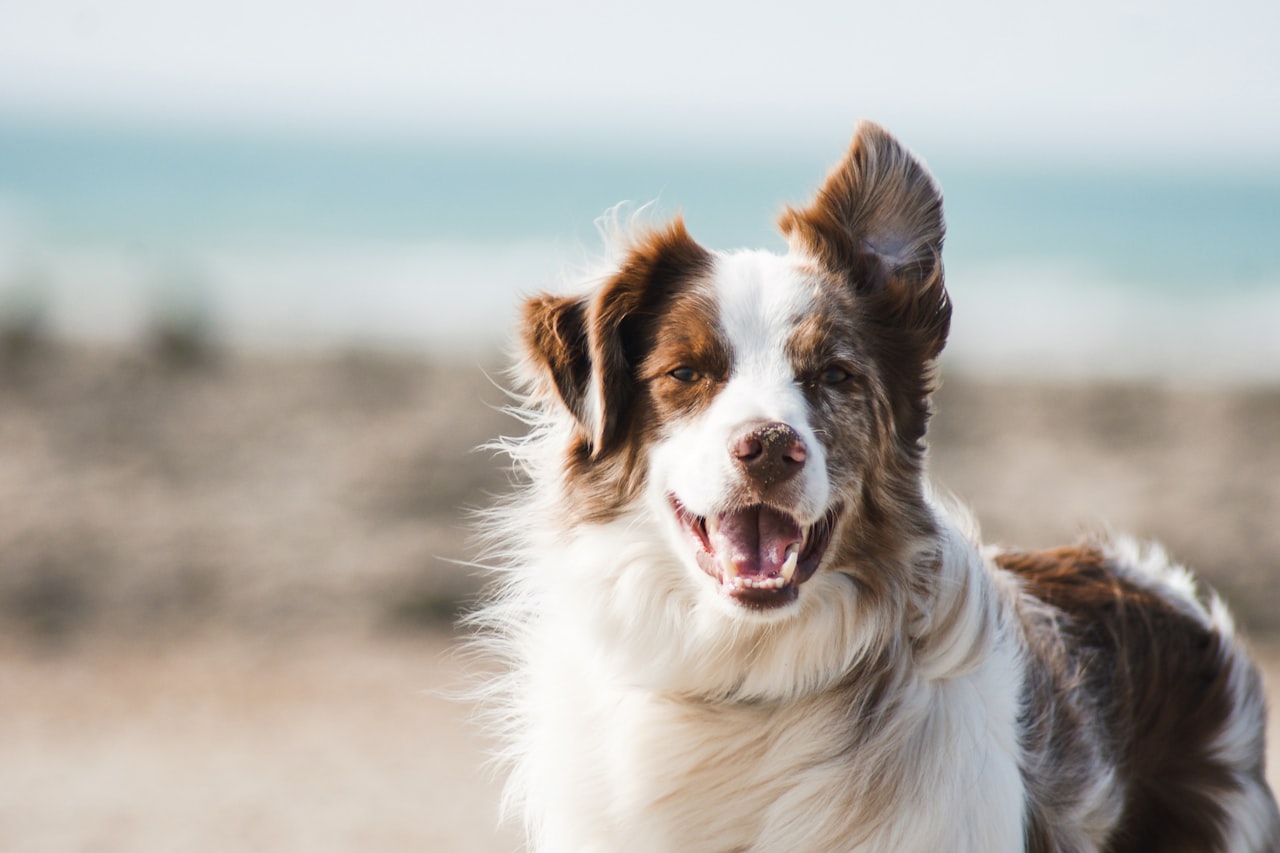 Flea & Tick Control service in Longview, WA