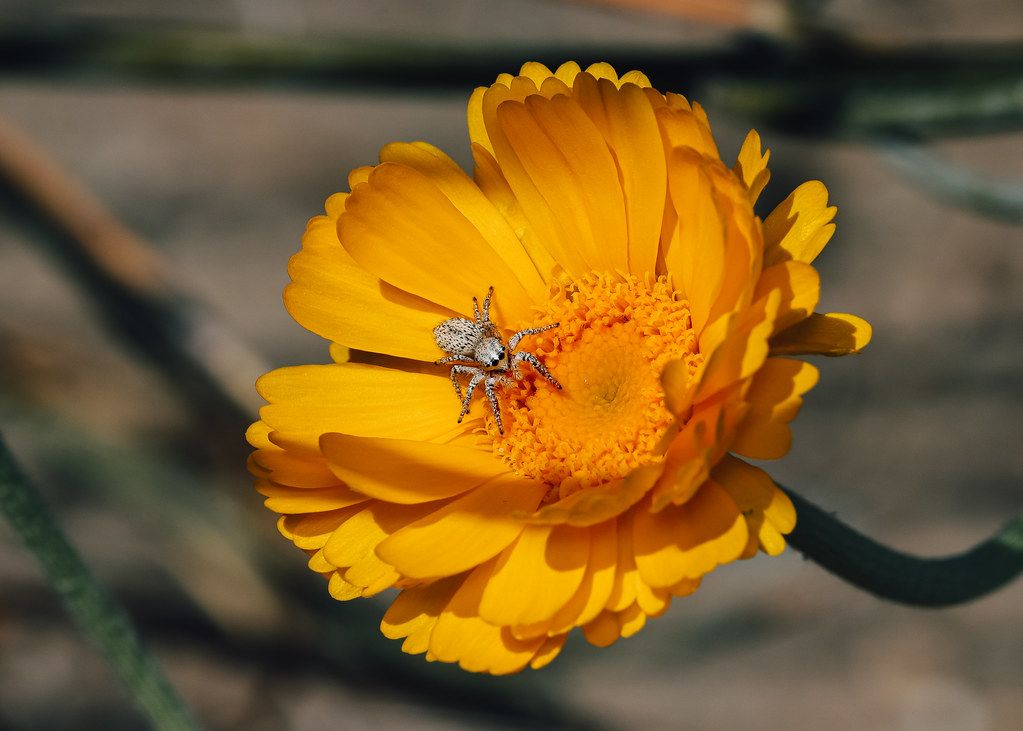 Spider Control service in Longview, WA